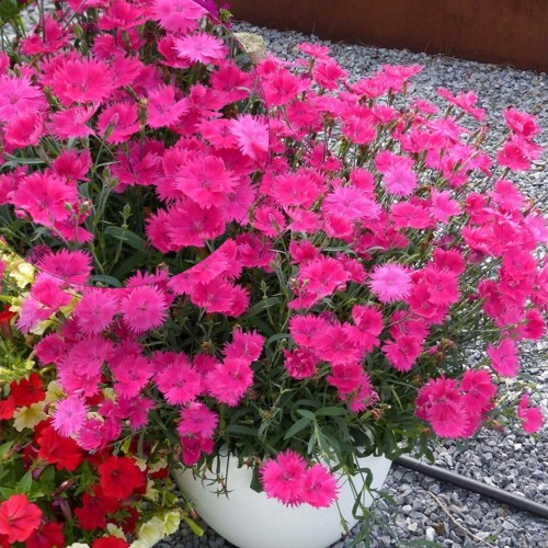 Dianthus 'Suntory Pink' - Nelk 'Suntory Pink' P9/0,55L 